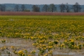 034_Biebrza - kwiecien 2012